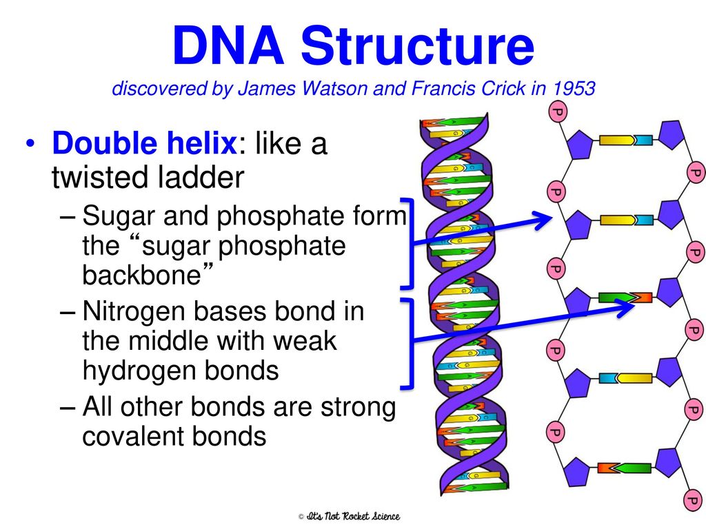 Solved: (Fuvest-SP) — Ao propor a estrutura do DNA, em 1953, Francis Crick e James Watson utilizar [Biology] - litouterproject.eu
