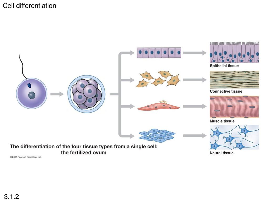 Topic 3 Cells. Biology Diagrams