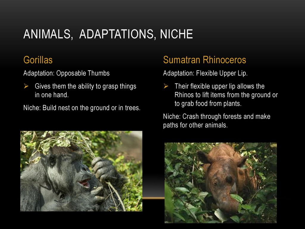 Biome Presentation By Tiffany Franco. - ppt download