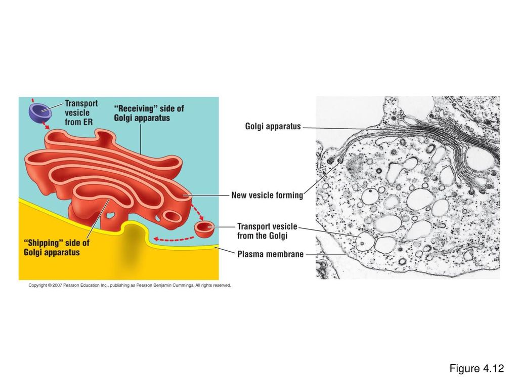 Chapter 6 Part B A tour of The Cell. - ppt download