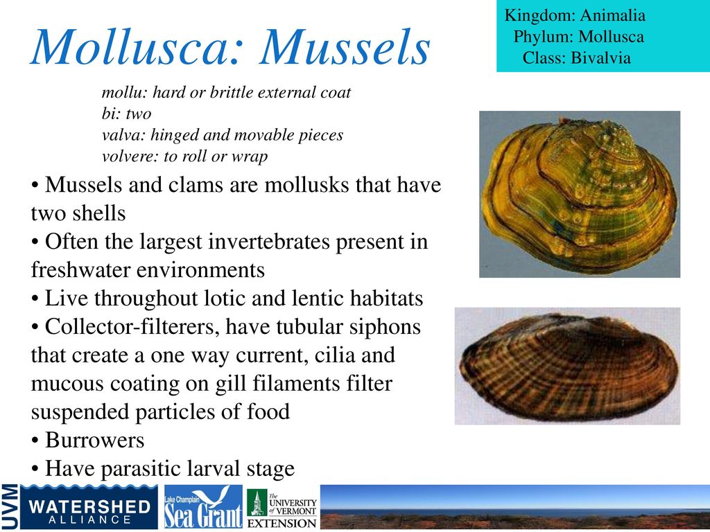 Freshwater Macroinvertebrates ppt download