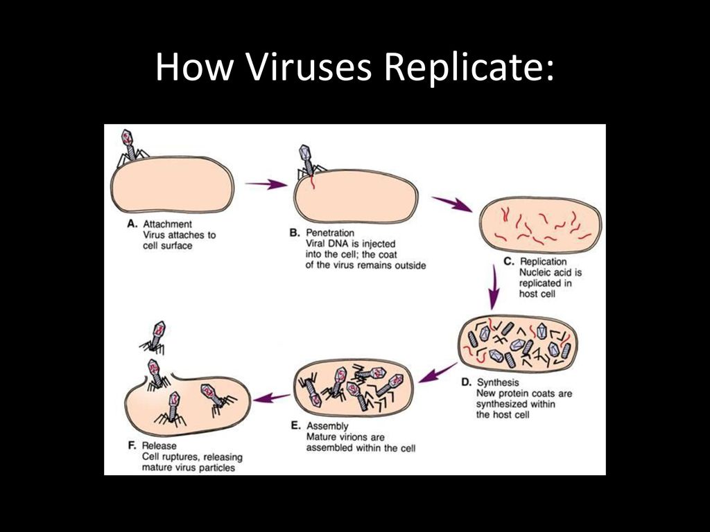 How Viruses Replicate: