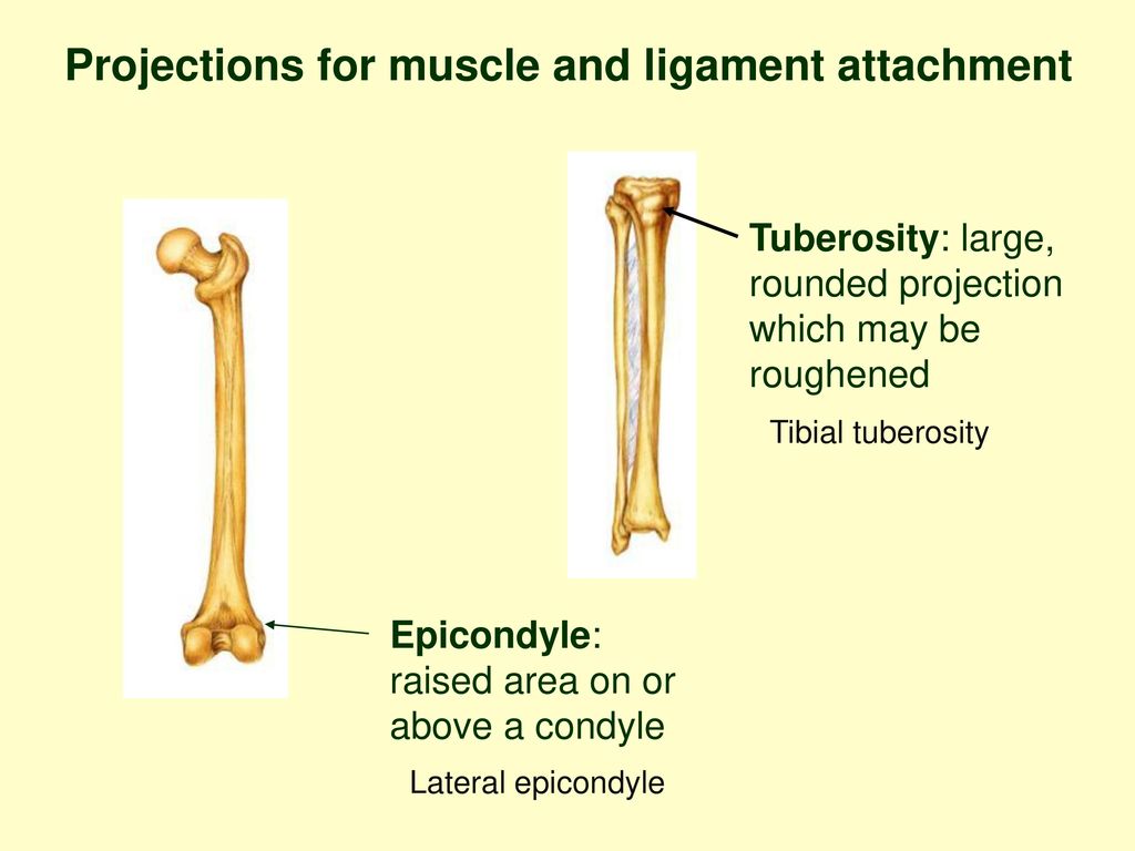 Weeks 4 and 5 The Skeletal System. - ppt download