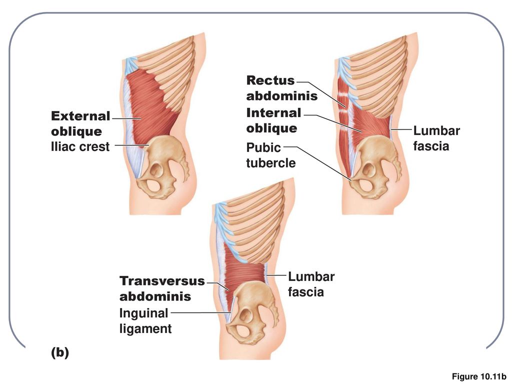 The Muscular System Part B - ppt download