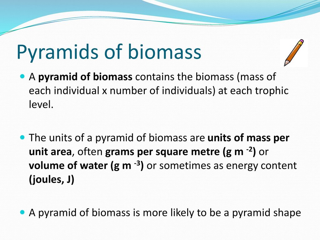Pyramids of biomass A pyramid of biomass contains the biomass (mass of each individual x number of individuals) at each trophic level.