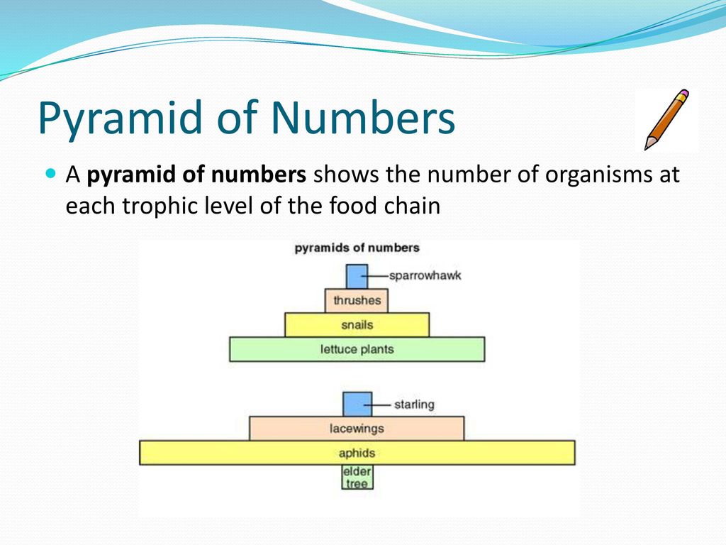 Pyramid of Numbers A pyramid of numbers shows the number of organisms at each trophic level of the food chain.