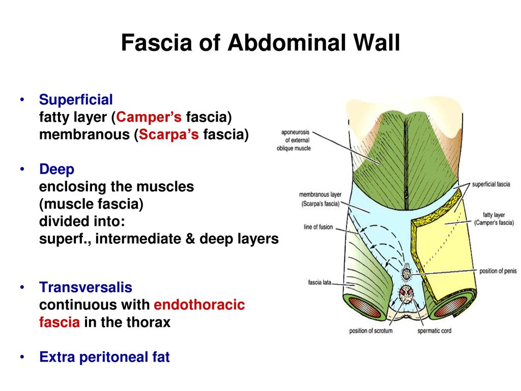 Antero-Lateral Abdominal Wall - ppt download