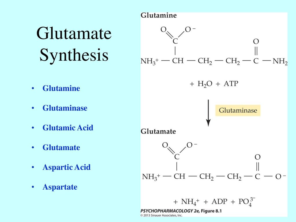 Глутамин что это. Аспартат и глутамат. Glutamic acid. Аспарагиновая кислота нейромедиатор. Глютамин в глутамат.