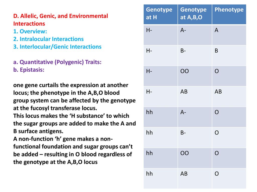 Genotype at H Genotype at A,B,O. Phenotype. H- A- A. B- B. OO. O. AB. hh. D. Allelic, Genic, and Environmental Interactions.