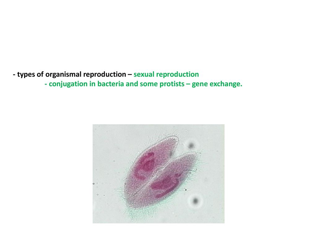 - types of organismal reproduction – sexual reproduction