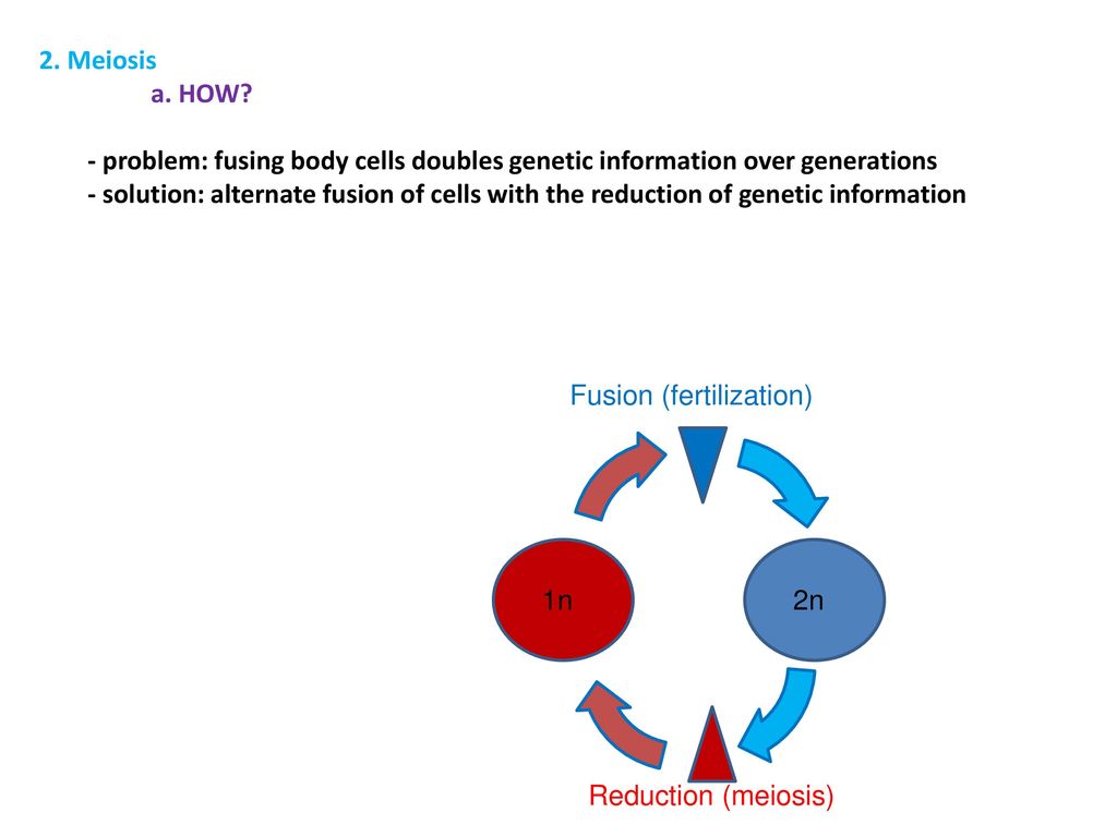 2. Meiosis a. HOW - problem: fusing body cells doubles genetic information over generations.