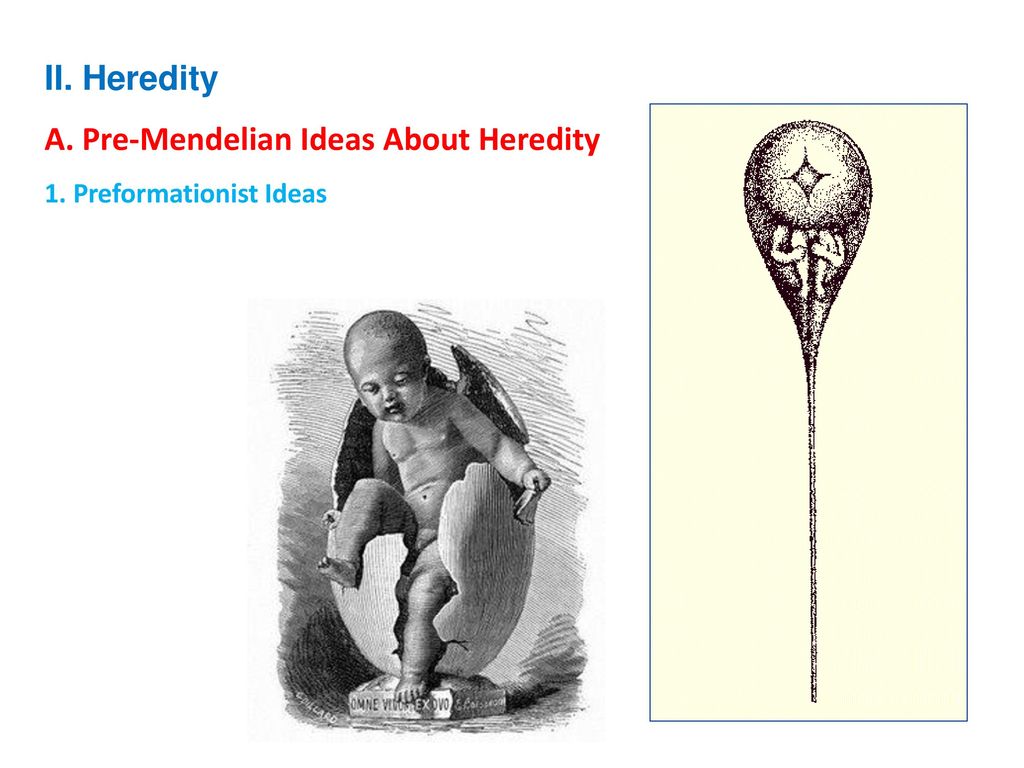 A. Pre-Mendelian Ideas About Heredity