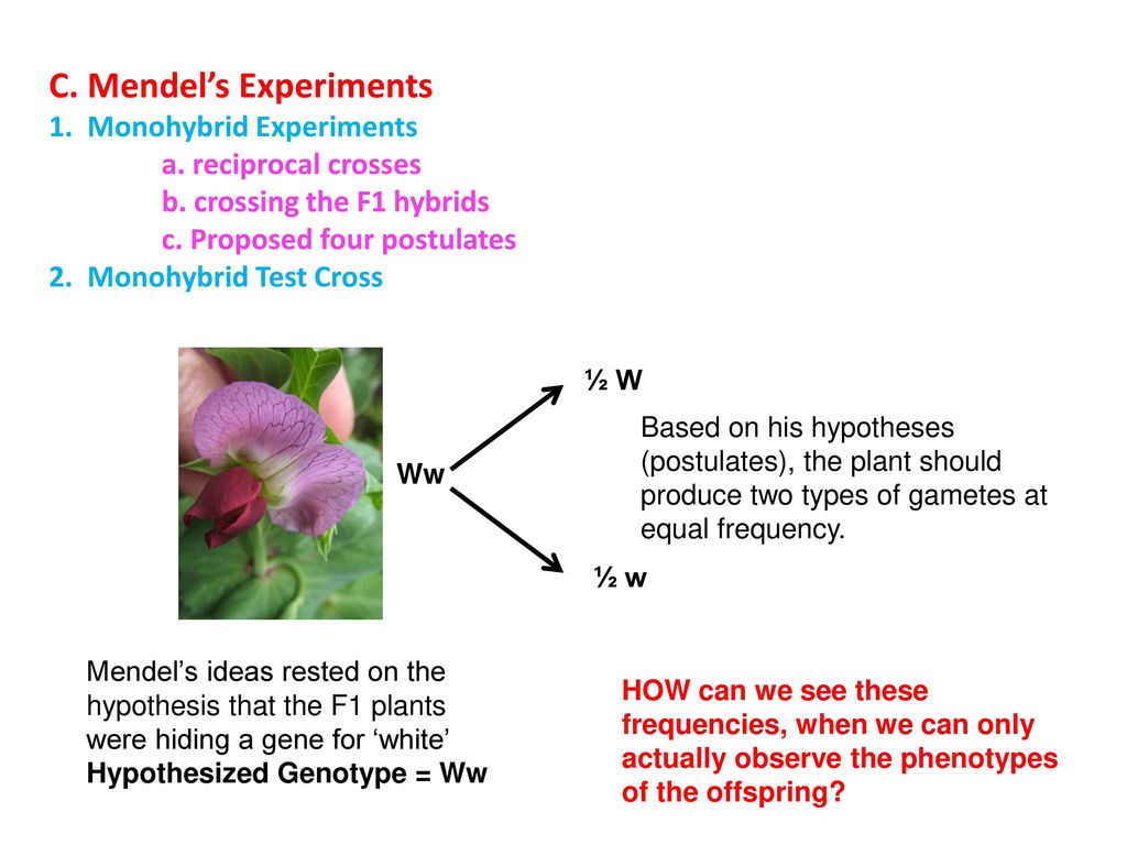 C. Mendel’s Experiments