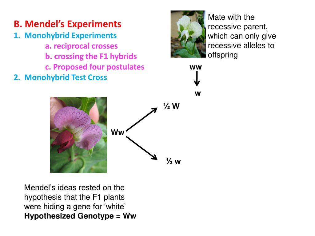 B. Mendel’s Experiments
