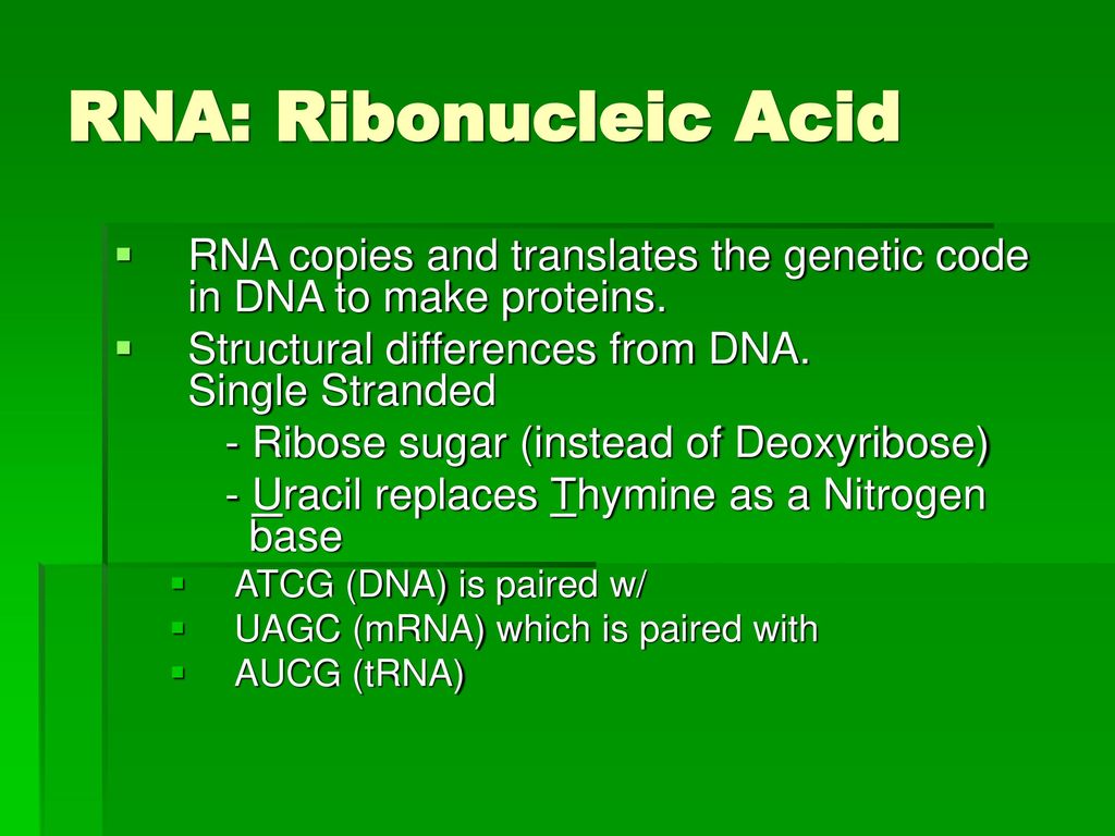 RNA: Ribonucleic Acid RNA copies and translates the genetic code in DNA to make proteins. Structural differences from DNA. Single Stranded.