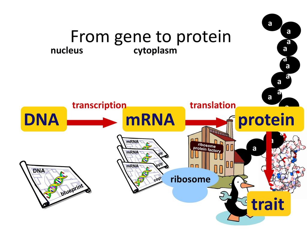 From Gene To Protein Dna Mrna Protein Trait Nucleus Cytoplasm Ppt Download