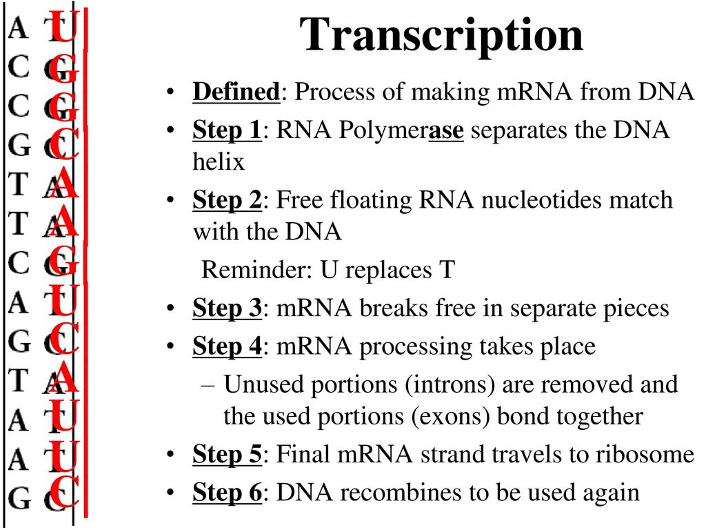Rna And Transcription Ppt Download