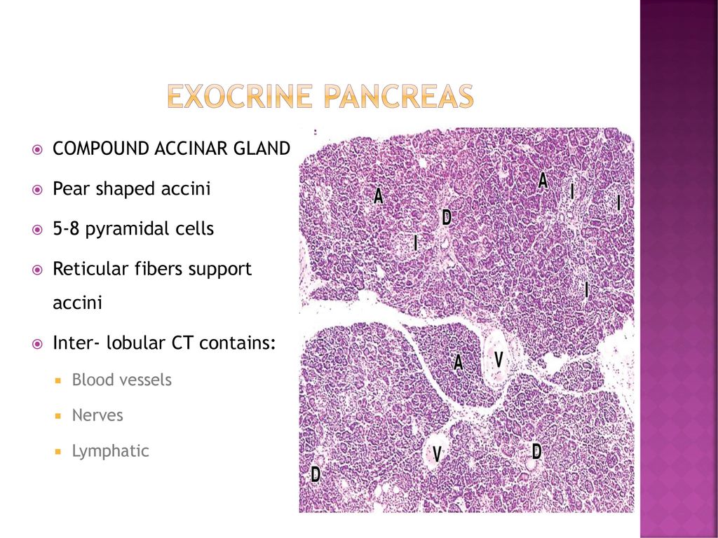 Histology Of Pancreas Ppt Download Histology Of Pancreas Ppt Download