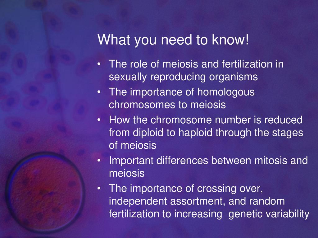 meiosis-chapter-ppt-download