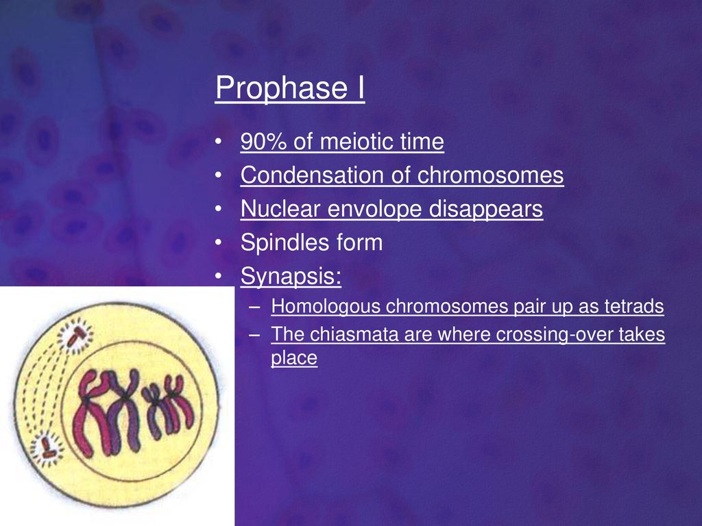 Meiosis Chapter ppt download Biology Diagrams