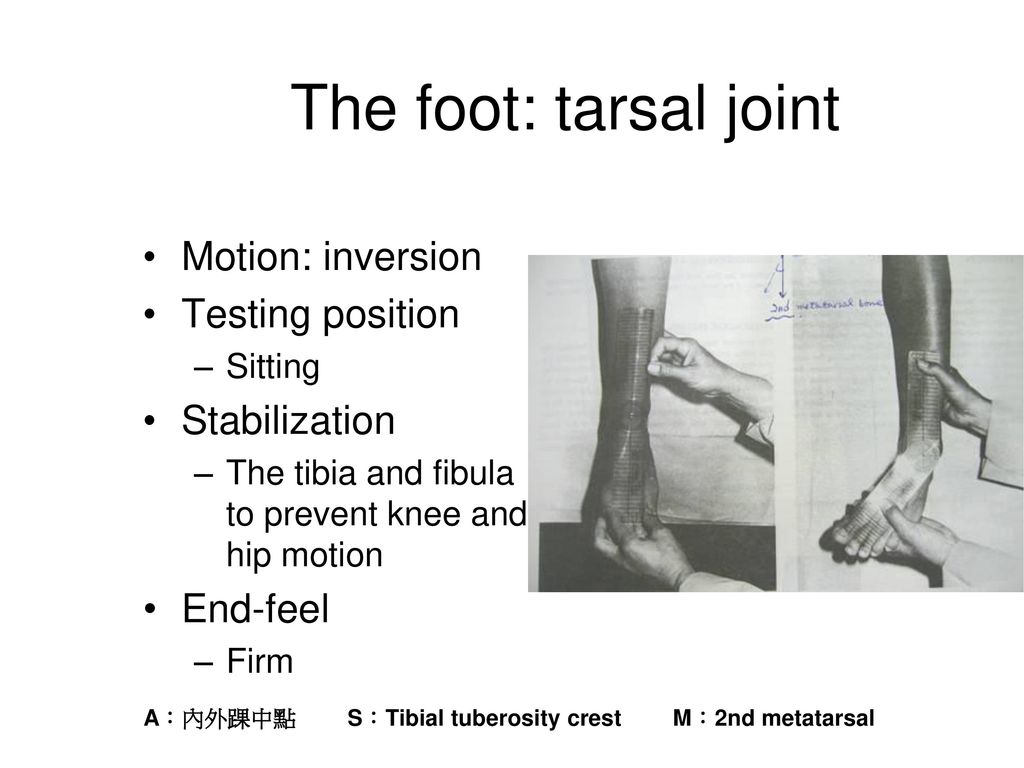The foot: tarsal joint Motion: inversion Testing position