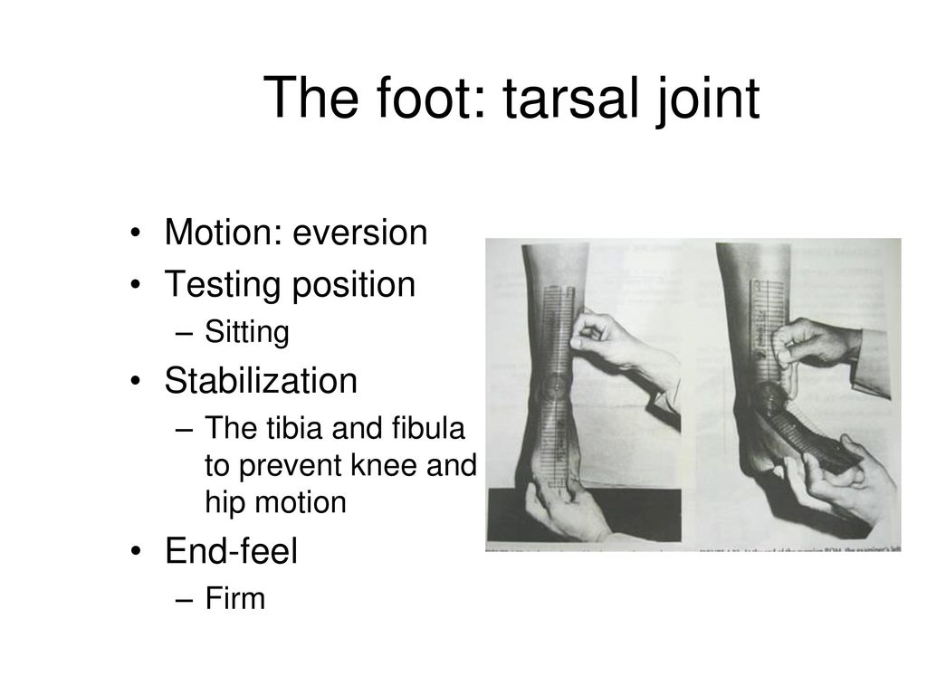 The foot: tarsal joint Motion: eversion Testing position Stabilization