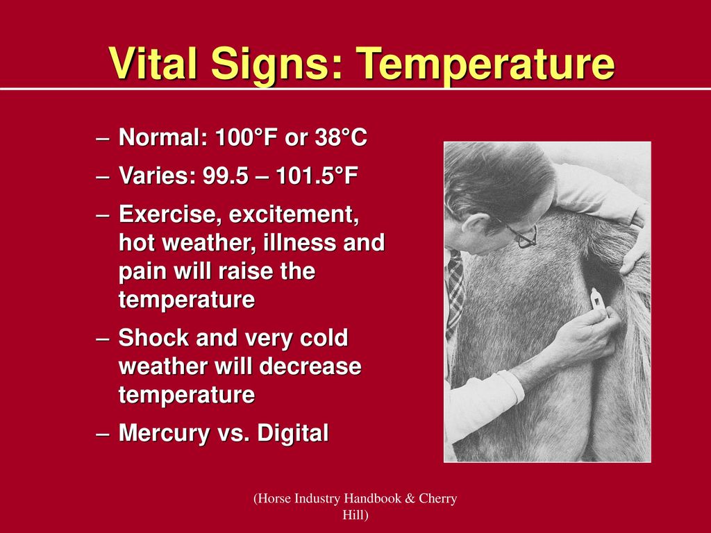 Horse Vital Signs Chart