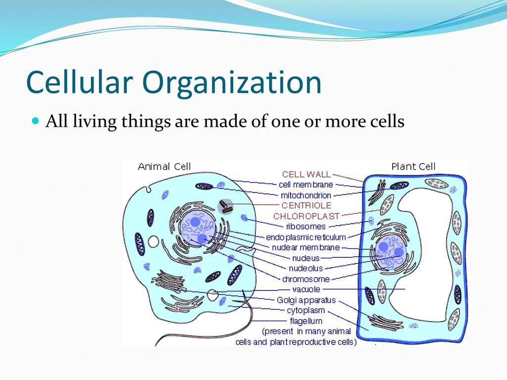 Живые неживые клетки