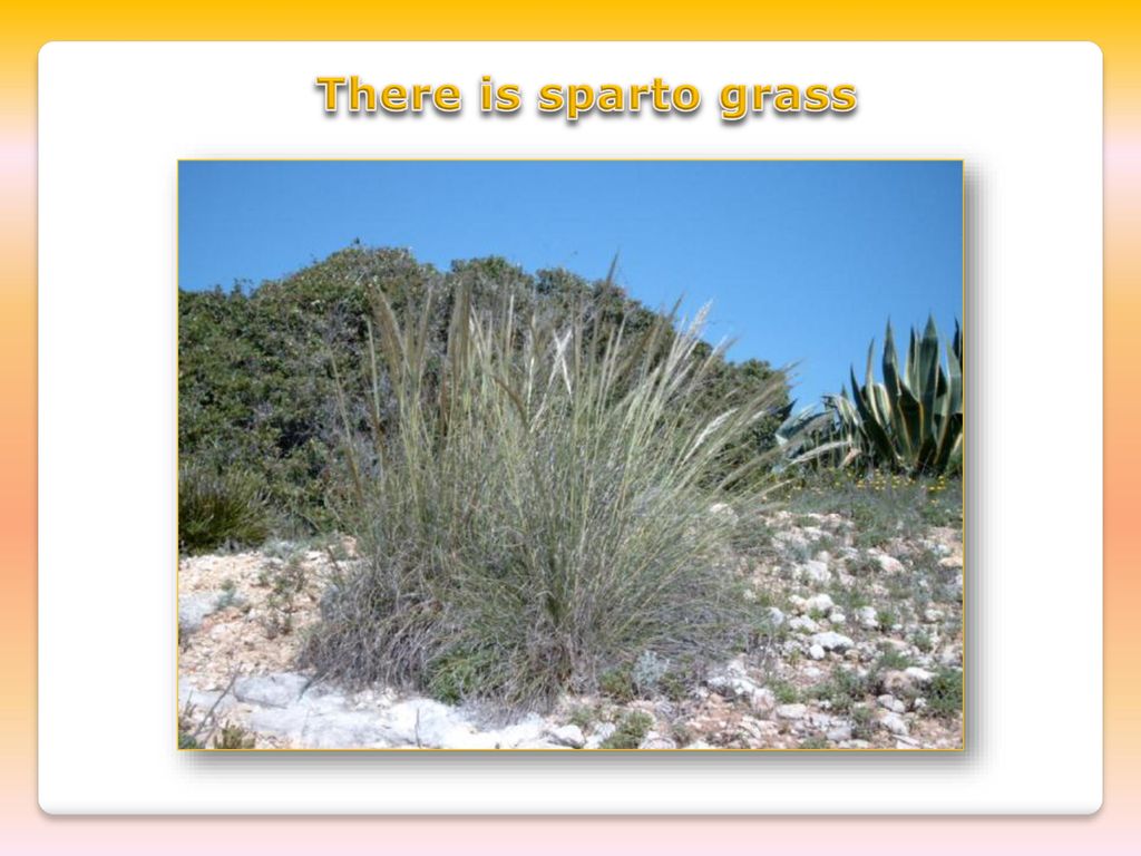 There is sparto grass