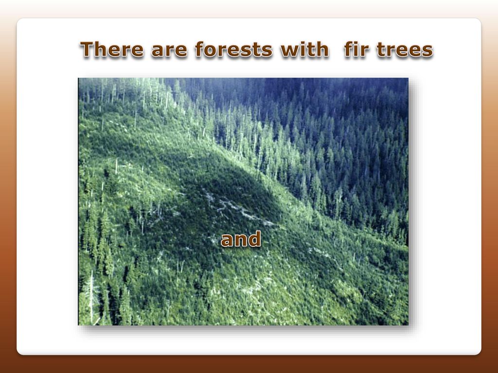 There are forests with fir trees
