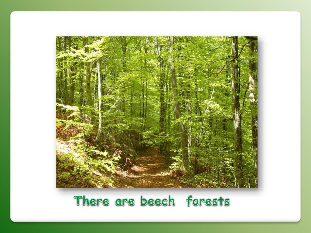 There are beech forests