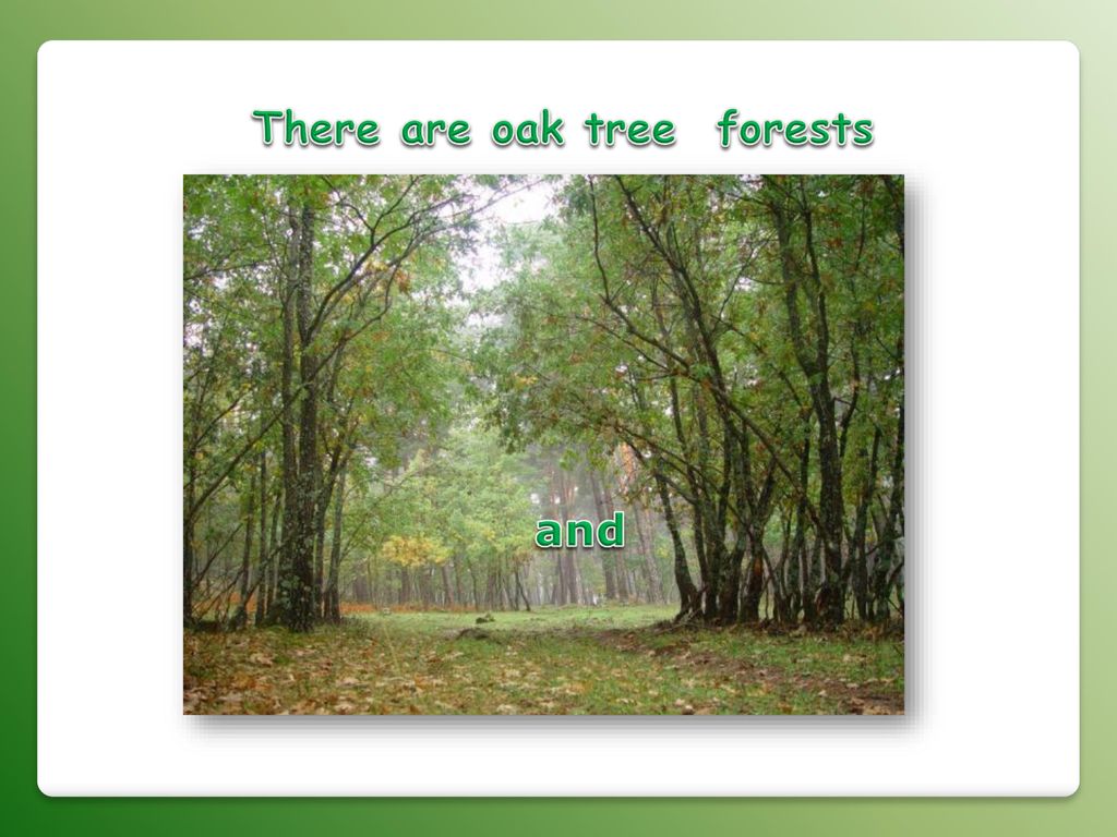 There are oak tree forests