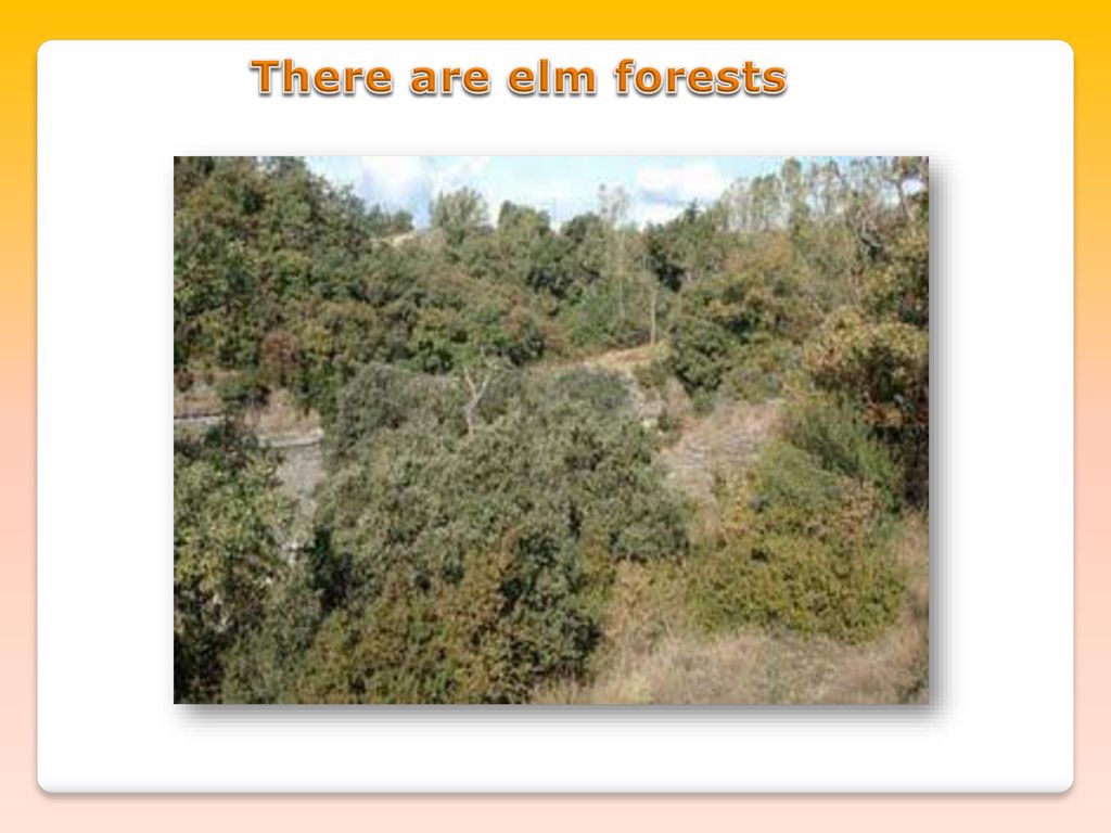 There are elm forests