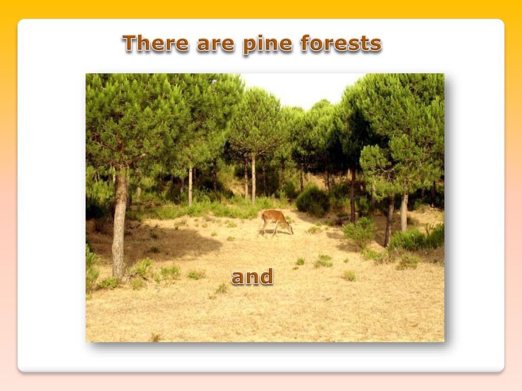 There are pine forests and