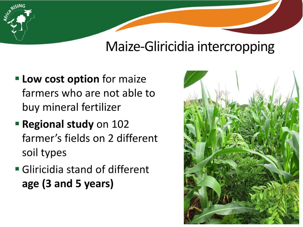 Maize-Gliricidia intercropping