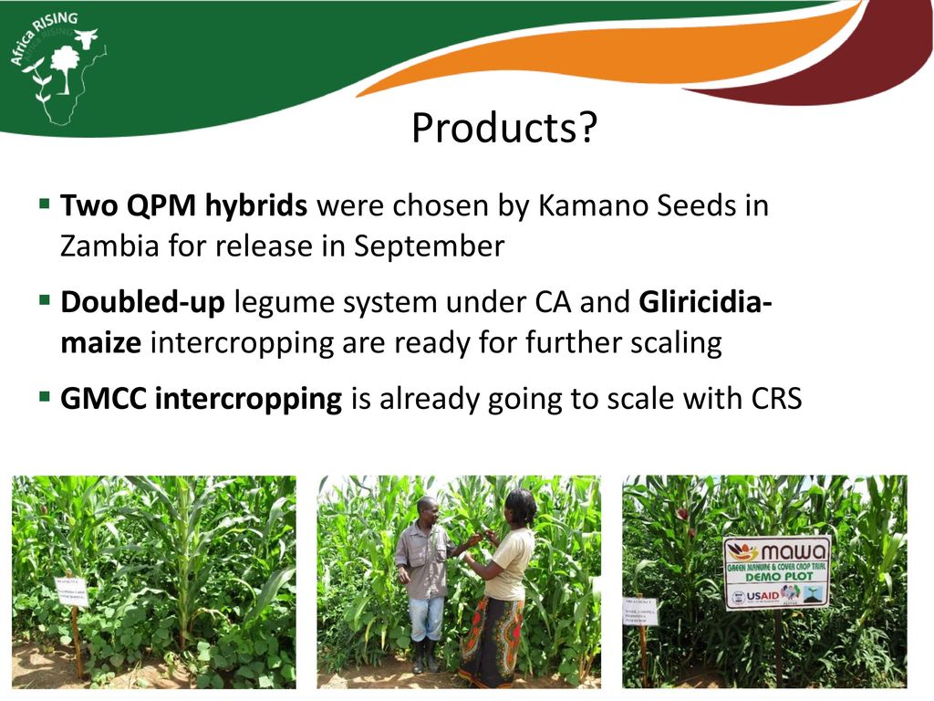 Products Two QPM hybrids were chosen by Kamano Seeds in Zambia for release in September.