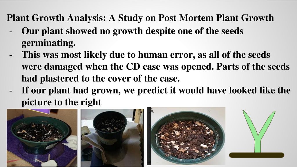 Plant Growth Analysis: A Study on Post Mortem Plant Growth