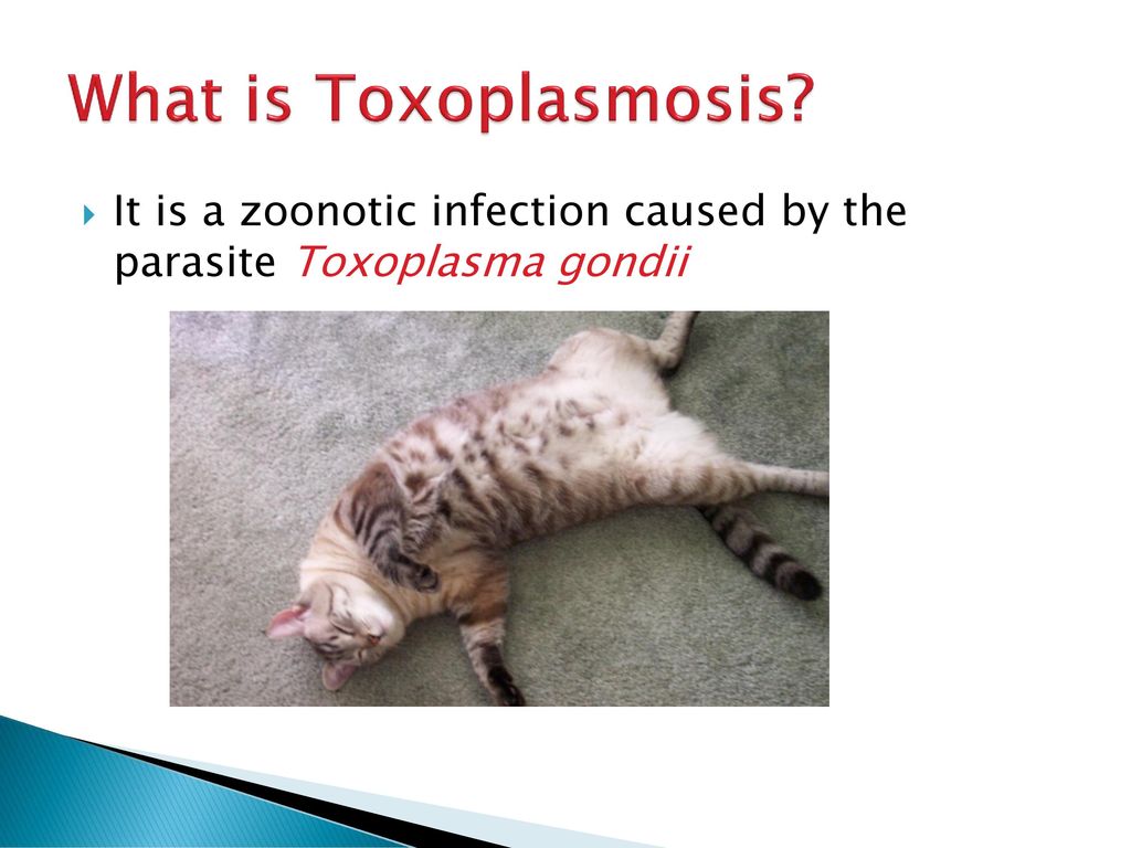 Toxoplasma - G1 labor