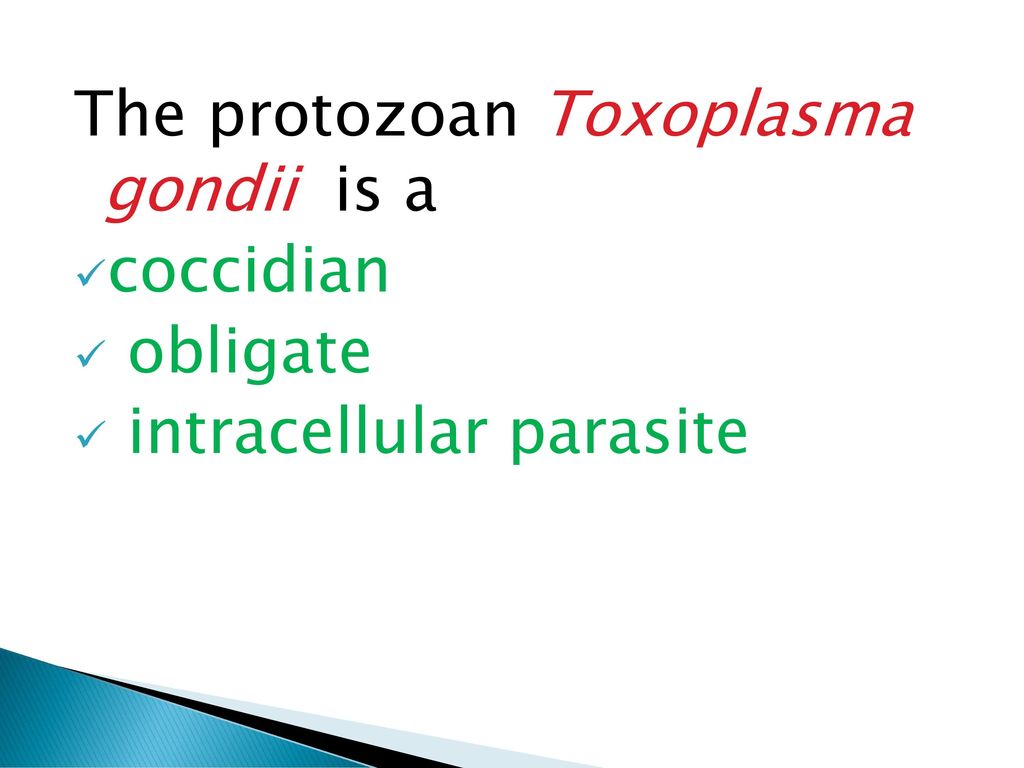 Toxoplasma téma