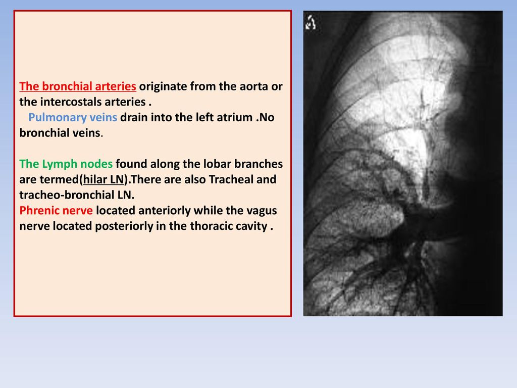 The bronchial arteries originate from the aorta or the intercostals arteries .