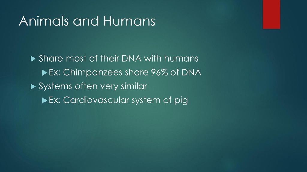 Animals in research ppt download