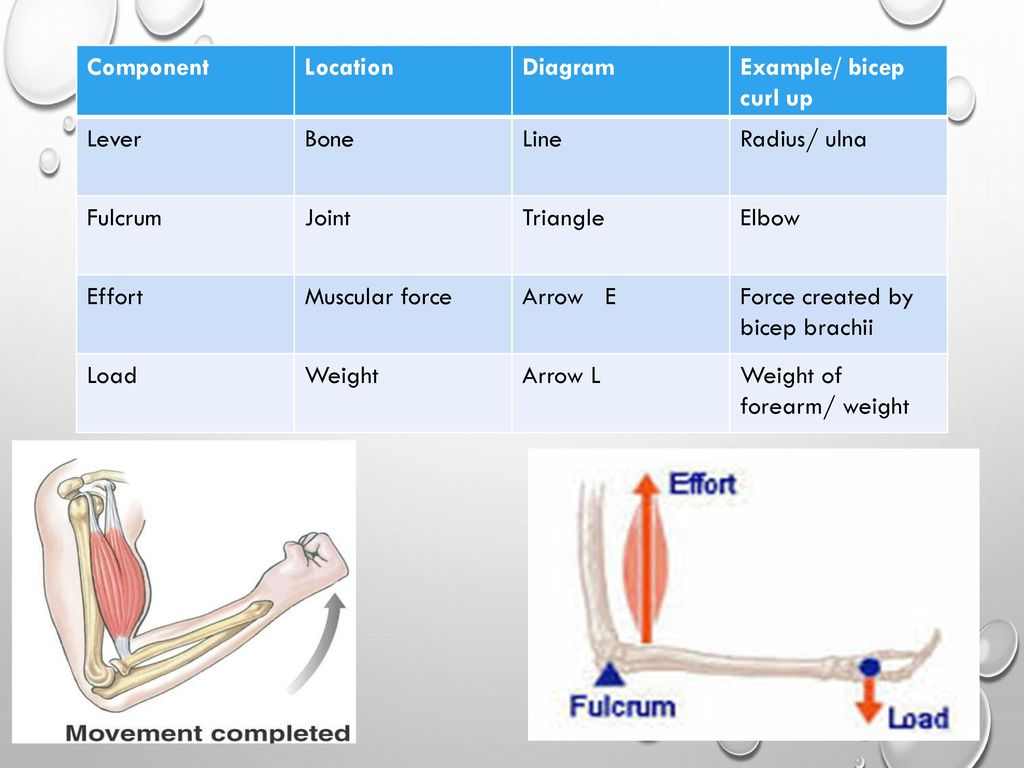 Component location. Biomechanics for Dummies. Comparative Biomechanics. Radius "line Amplifier". Forearm Fulcrum.