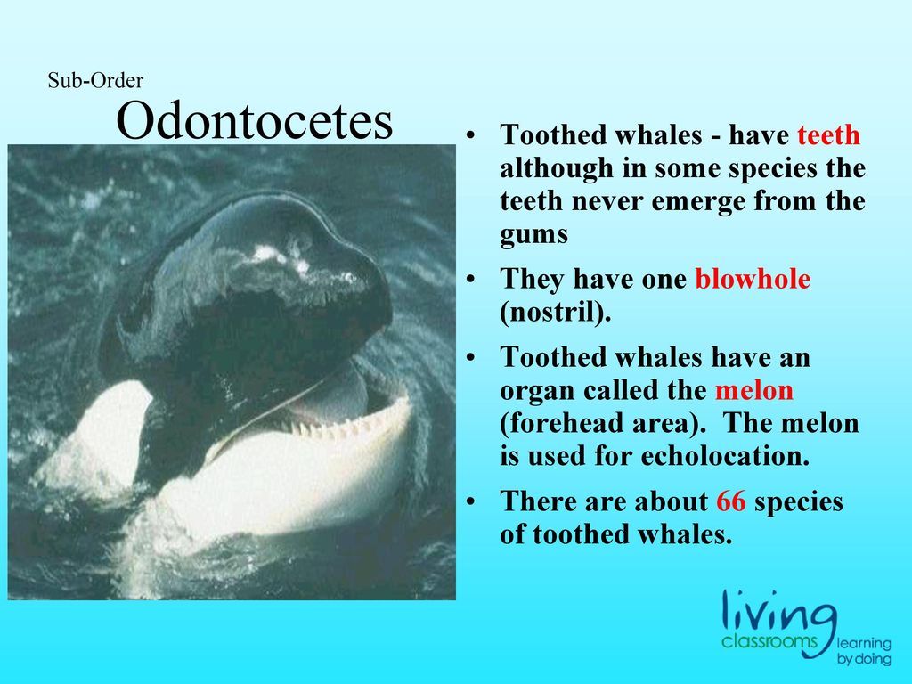 Odontocetes