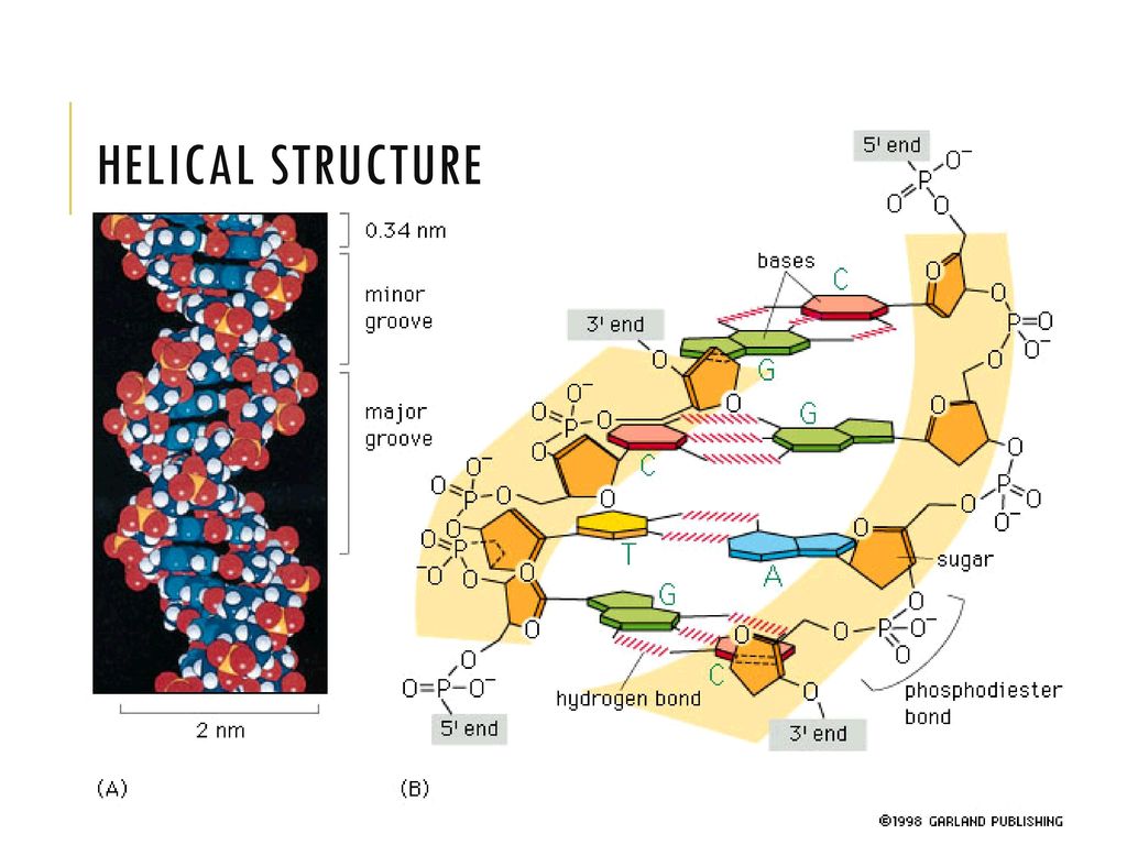 DNA REPLICATION Mader Biology Chapter ppt download