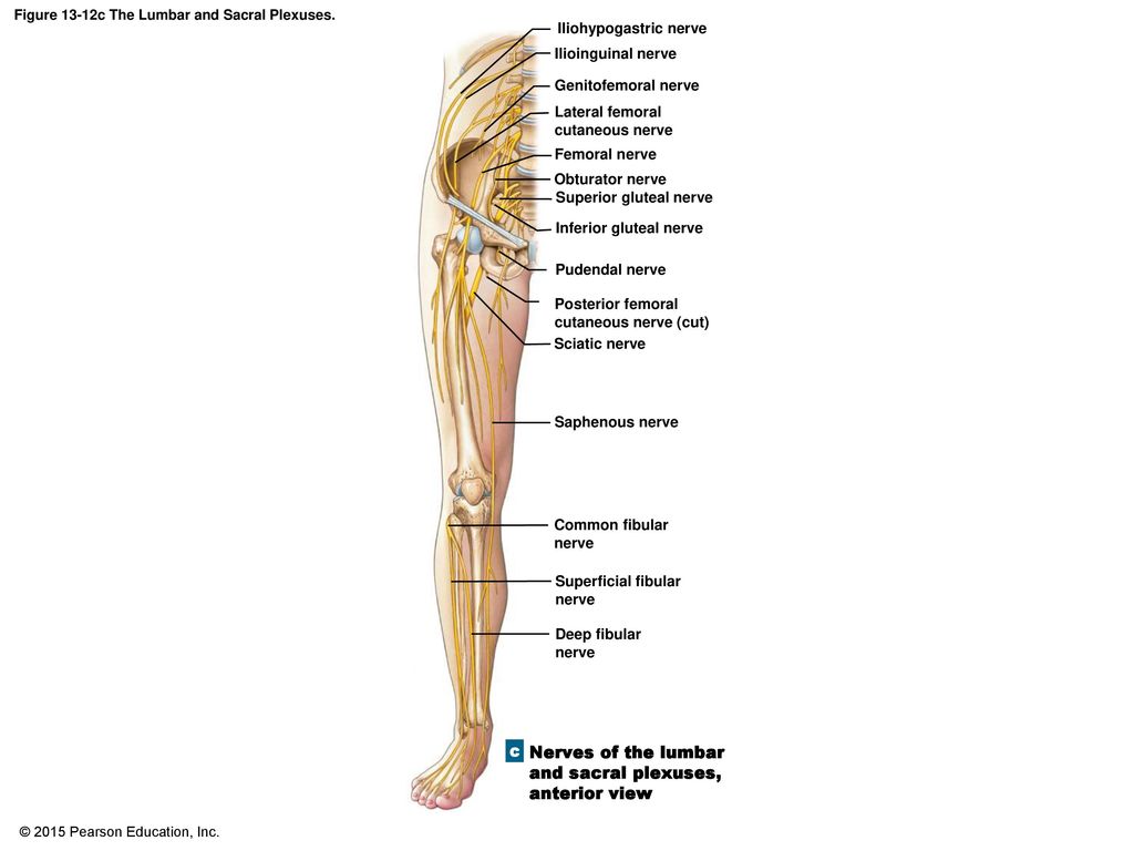 An Introduction to the Spinal Cord, Spinal Nerves, and Spinal Reflexes ...