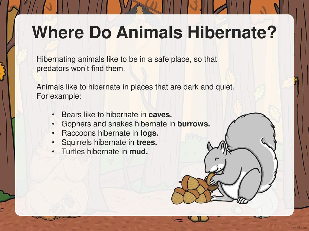 What Is Hibernation? When animals hibernate, they go into a very deep sleep  that lasts the entire winter. Animals can hibernate for as long as six  months! - ppt download