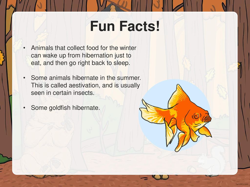 What Is Hibernation? When animals hibernate, they go into a very deep sleep  that lasts the entire winter. Animals can hibernate for as long as six  months! - ppt download