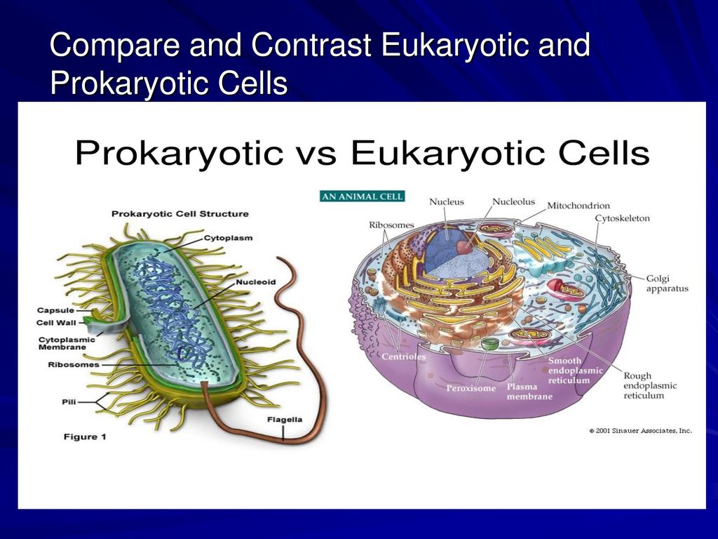 A View of the Cell Chapter ppt download