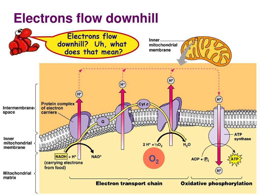 Electrons flow downhill