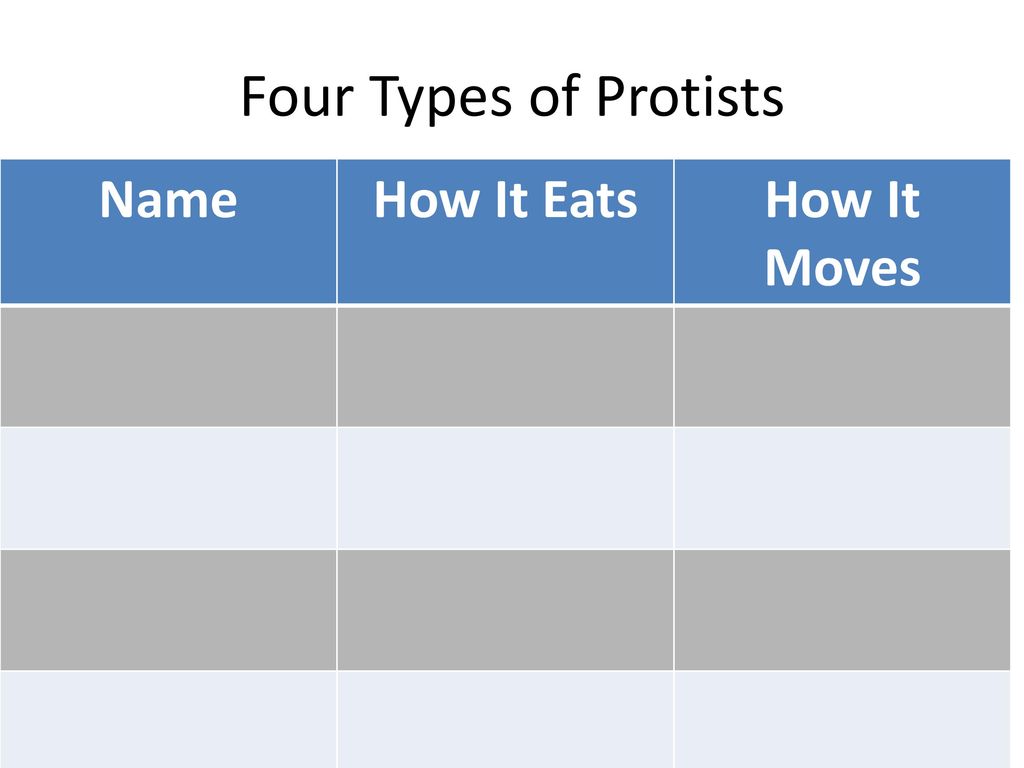 Four Types of Protists Name How It Eats How It Moves